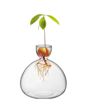 avocado vase