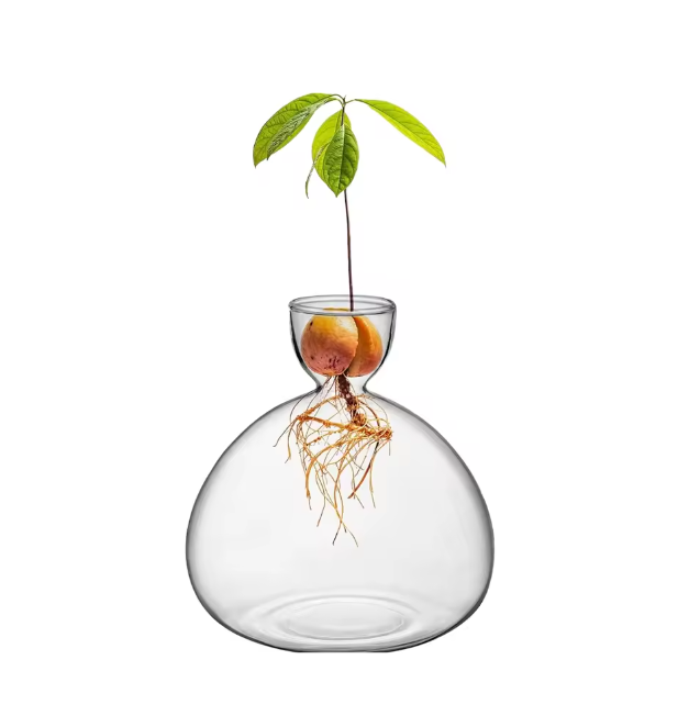 avocado vase